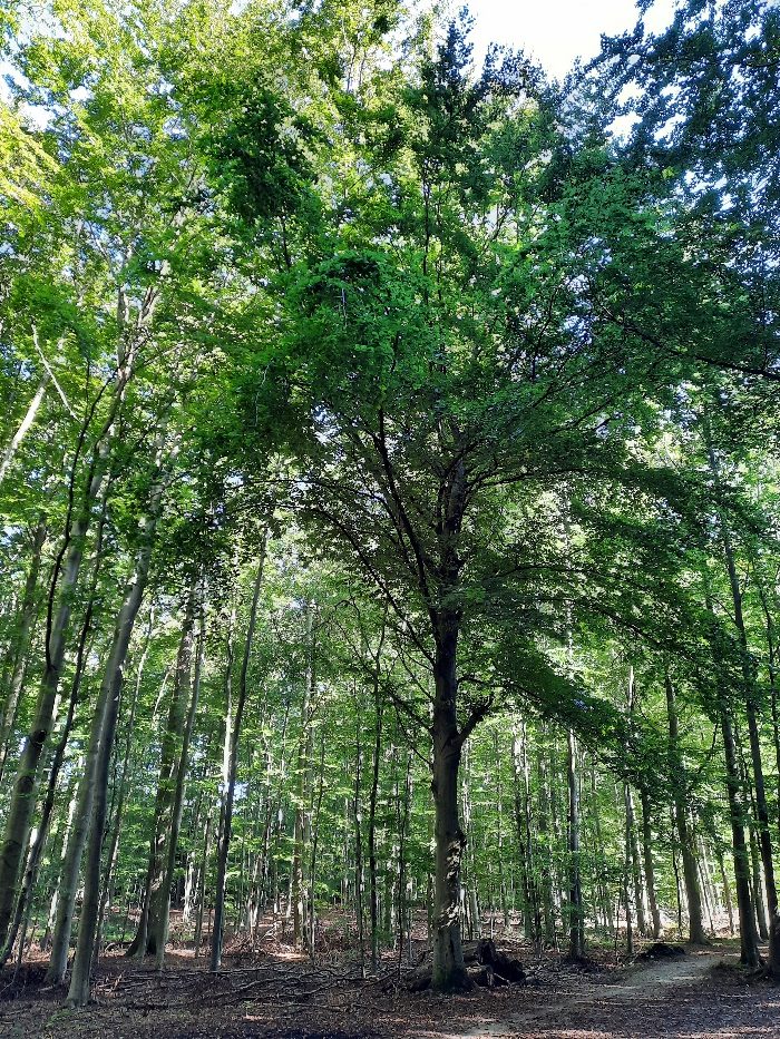 wandeling depressie bipolair